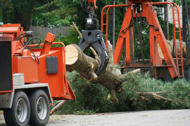 Best Seasonal Cleanup (Spring/Fall)  in Empire, CA