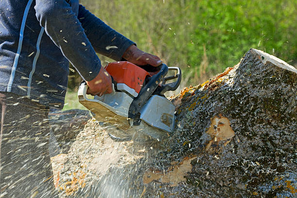 Best Lawn Maintenance Plans  in Empire, CA